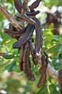 Carob syrup for osteoporosis