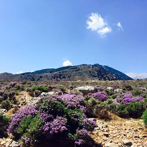 Thyme flowers