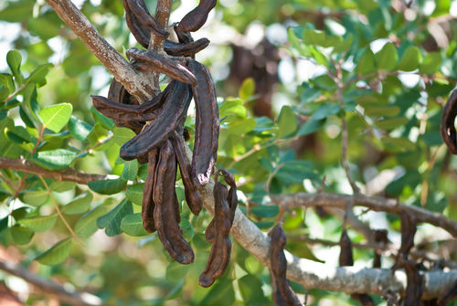 Carob products